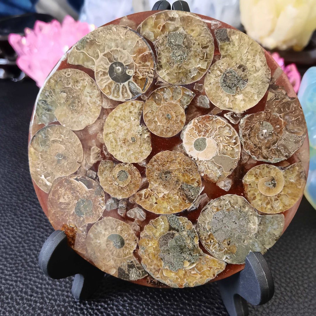 Ammonite Fossil Slice Plate