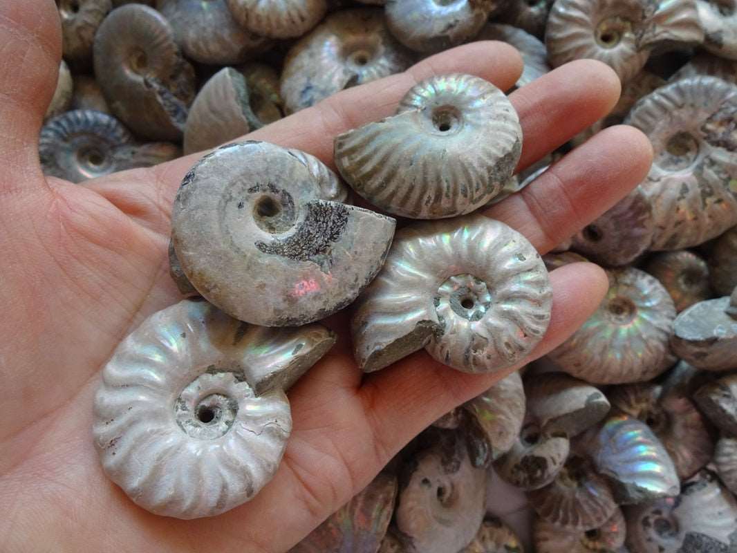 Colorful Fossilized Ammonite Shells 2 Pieces