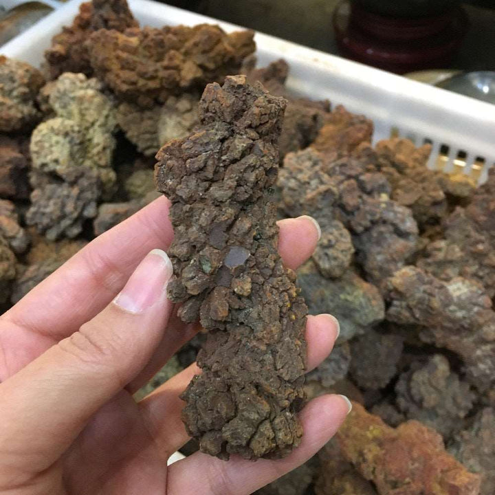 Coprolite Fossilized Dinosaur Poop Specimen