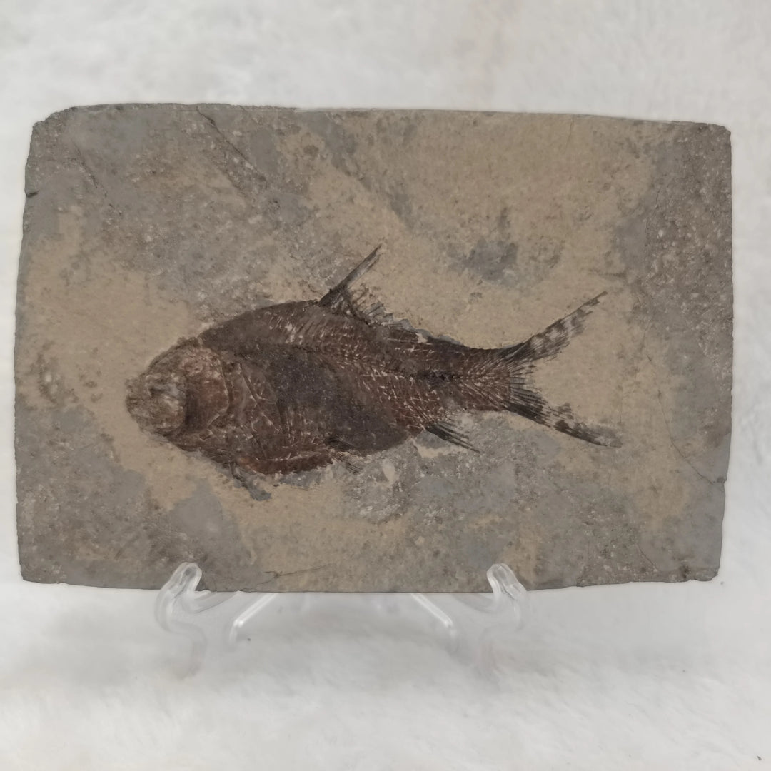 Natural Prehistoric Fish Fossil + Stand