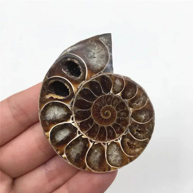 AMMONITE CRYSTALIZED FOSSIL 2 pieces