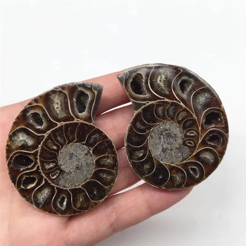 AMMONITE CRYSTALIZED FOSSIL 2 pieces