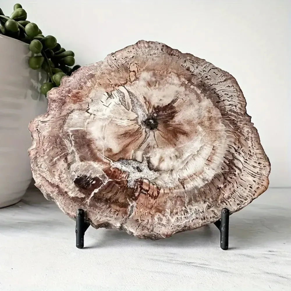 Petrified Wood: Meaning, Healing Properties & Uses