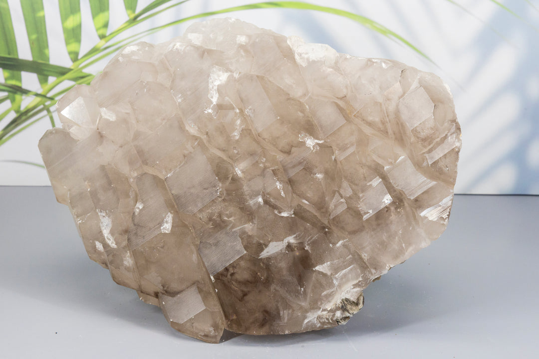 16 Pound Smokey Quartz "Gator Back Style" Cluster-Raw-Crystal Destiny-Smokey Quartz-14.16 Lbs - 10.10"L x 8.50"W x 5.00"H-Crystal Destiny