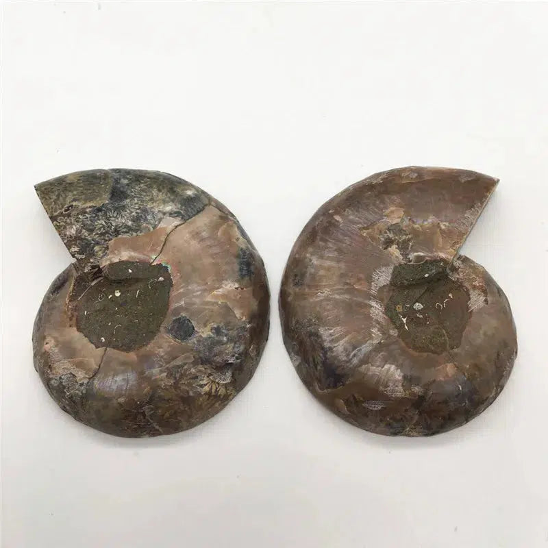 AMMONITE CRYSTALIZED FOSSIL 2 pieces