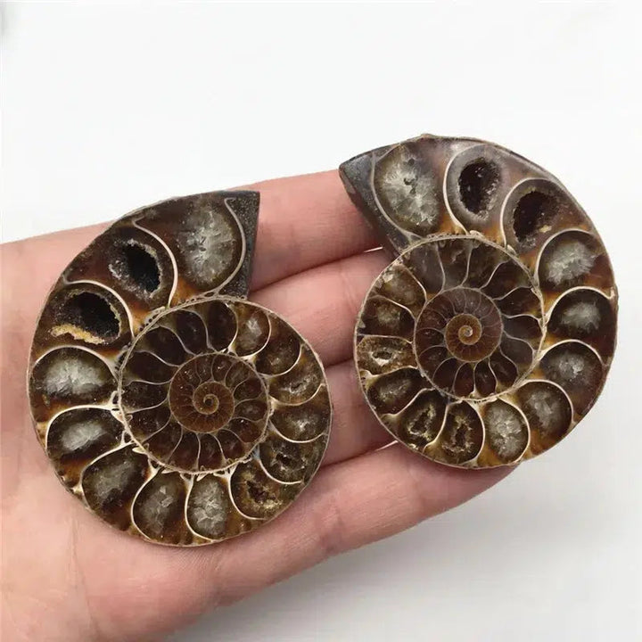 AMMONITE CRYSTALIZED FOSSIL 2 pieces