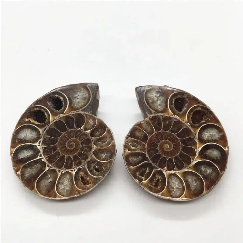 AMMONITE CRYSTALIZED FOSSIL 2 pieces