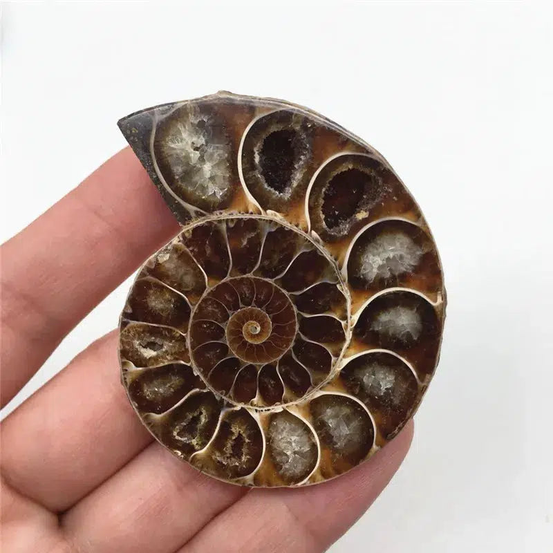 AMMONITE CRYSTALIZED FOSSIL 2 pieces