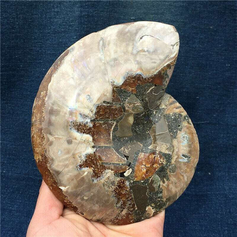 Ammonite Conch Crystalized Fossil