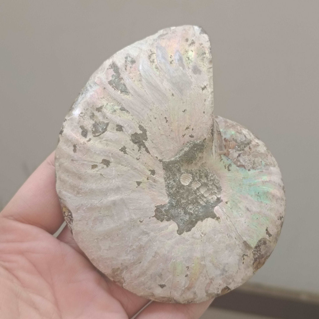 Ammonite Conch Crystalized Fossil