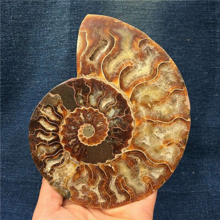 Ammonite Conch Crystalized Fossil