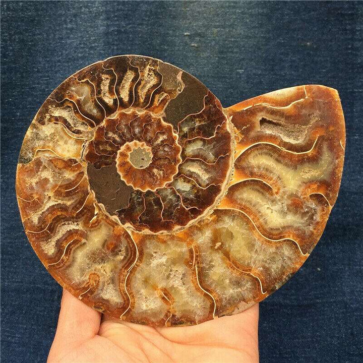 Ammonite Conch Crystalized Fossil