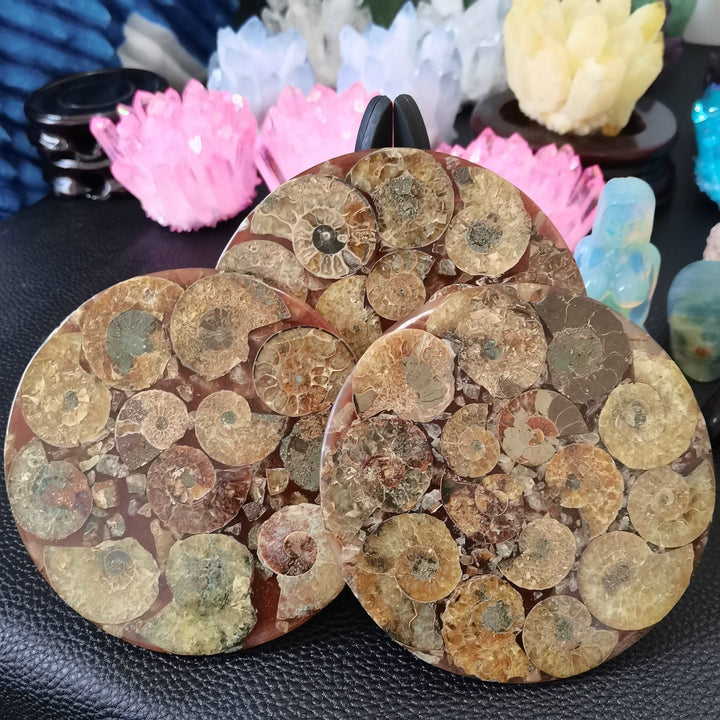 Ammonite Fossil Slice Plate