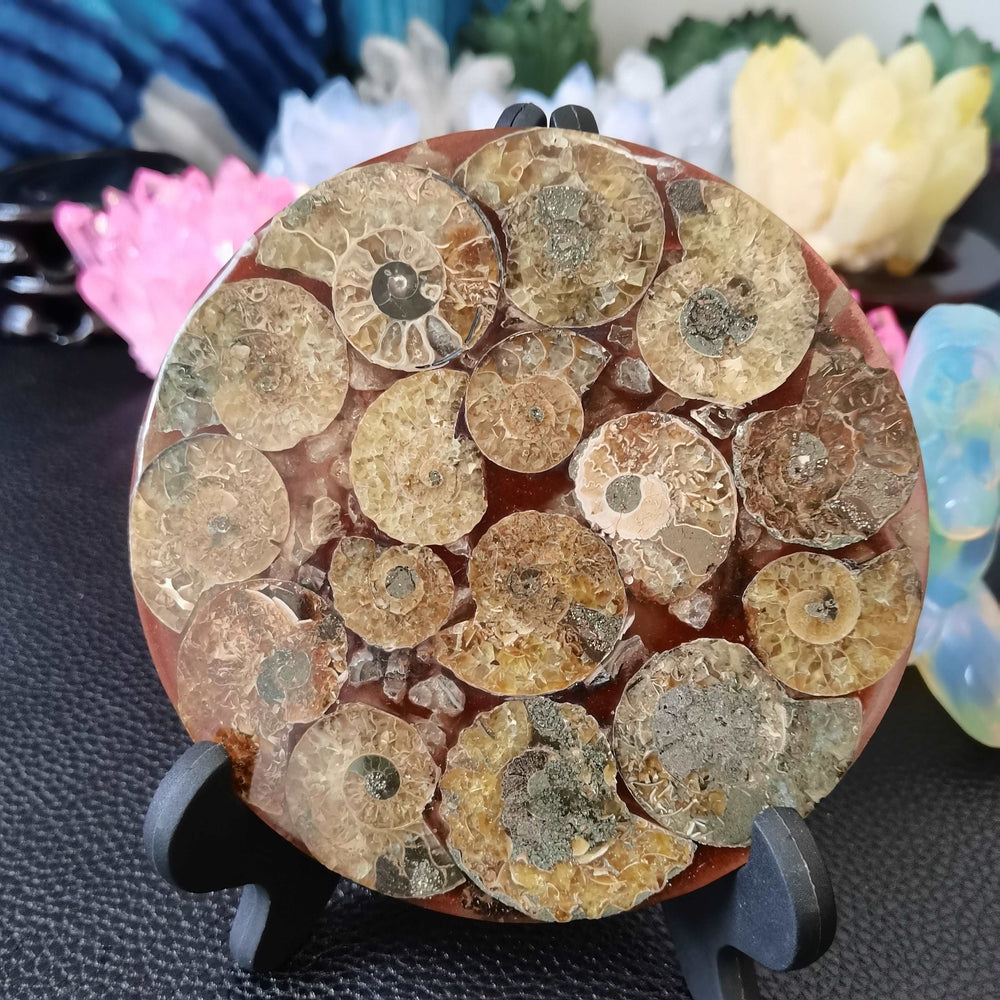 Ammonite Fossil Slice Plate