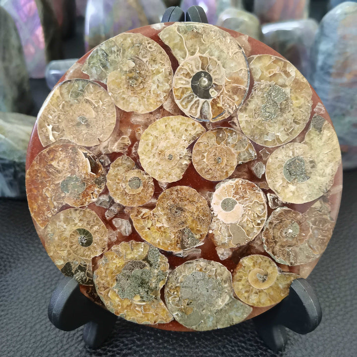 Ammonite Fossil Slice Plate