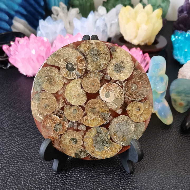 Ammonite Fossil Slice Plate