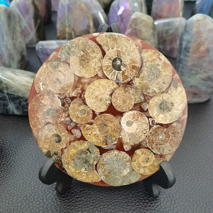 Ammonite Fossil Slice Plate