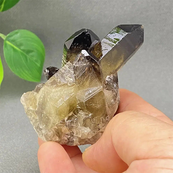 Brazilian Smoky Quartz Cluster