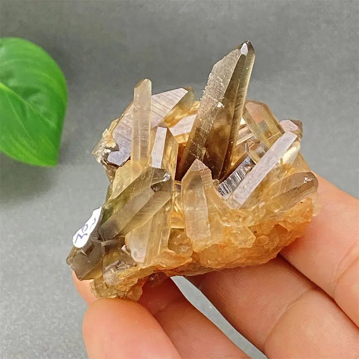 Brazilian Smoky Quartz Cluster