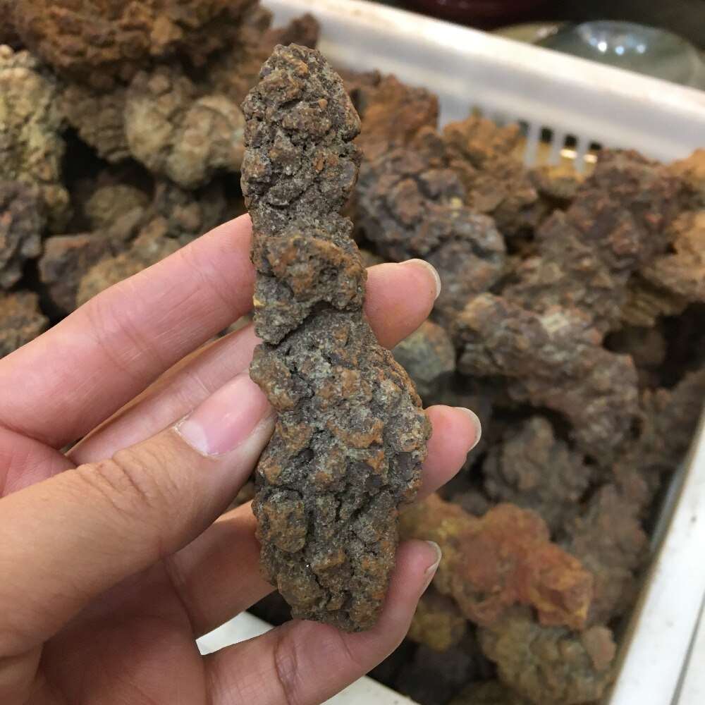 Coprolite Fossilized Dinosaur Poop Specimen