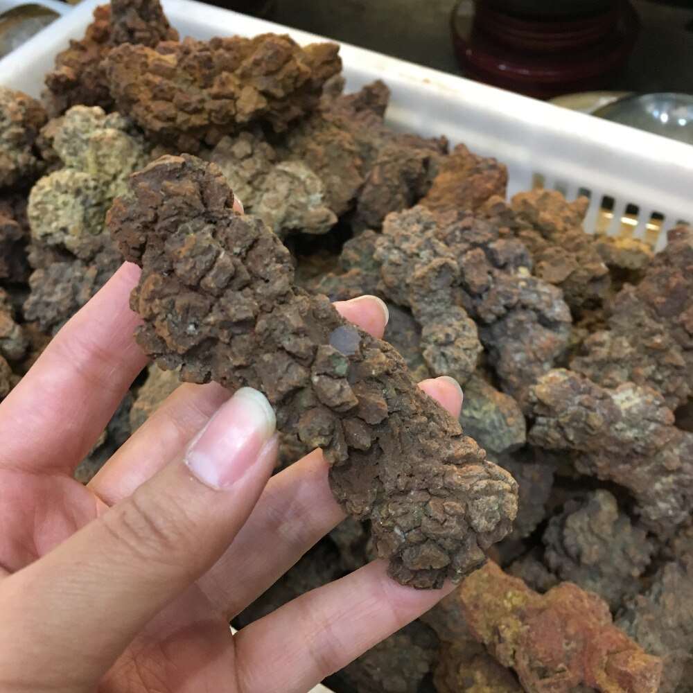 Coprolite Fossilized Dinosaur Poop Specimen