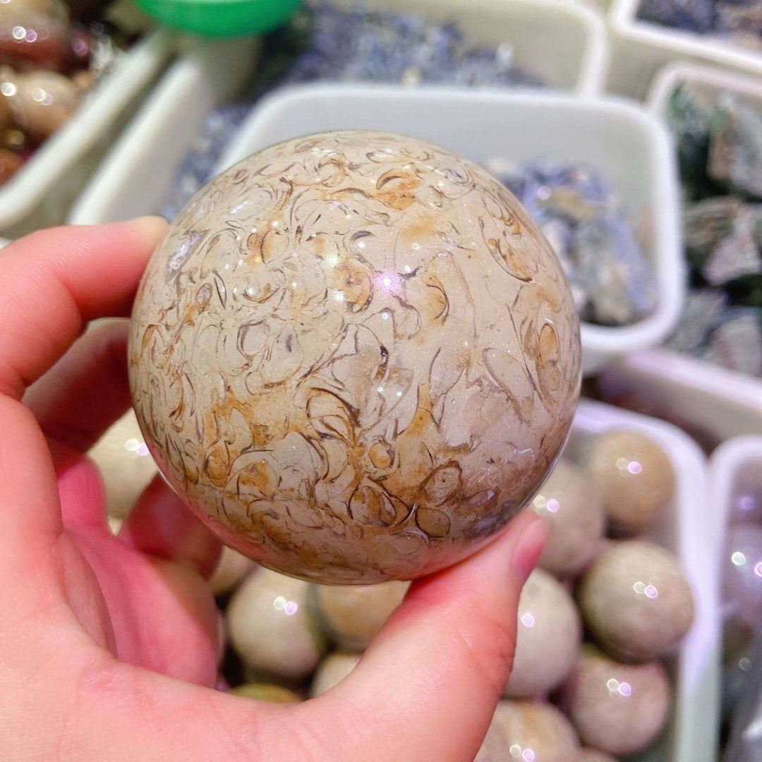 Dinosaur Bone Fossil Crystal Sphere