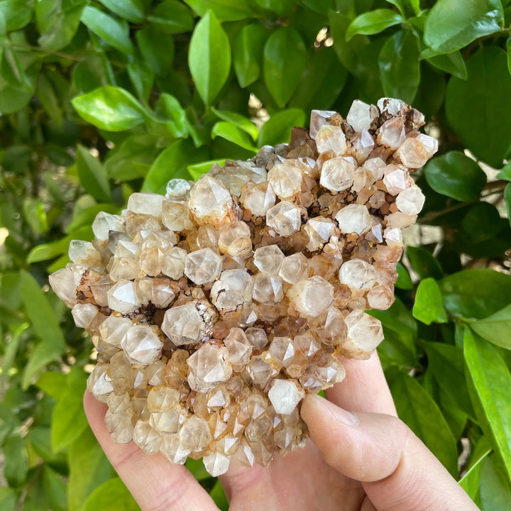 Natural Clear Quartz Pineapple Cluster ‘RARE’