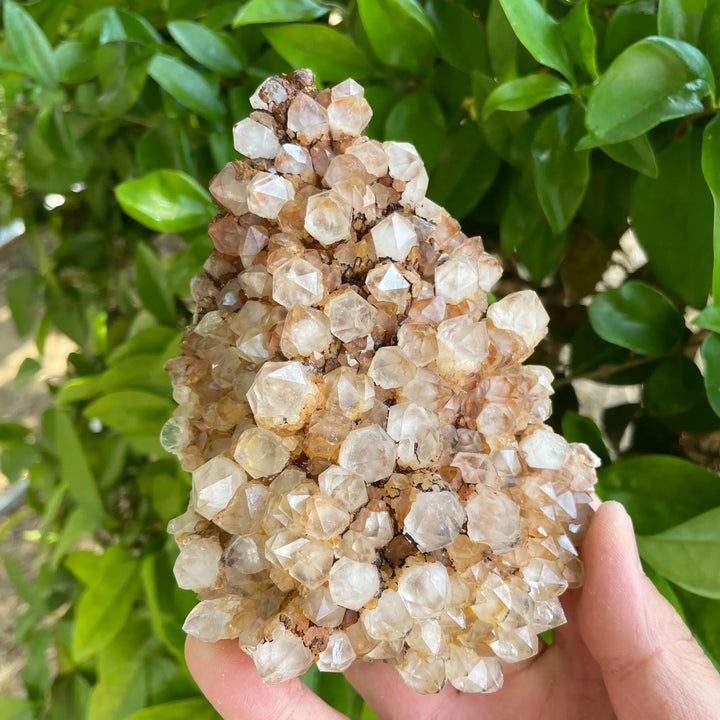 Natural Clear Quartz Pineapple Cluster ‘RARE’