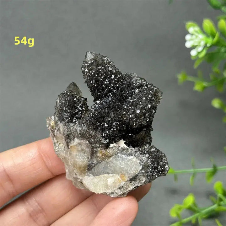 Natural Rare Black Cactus Quartz