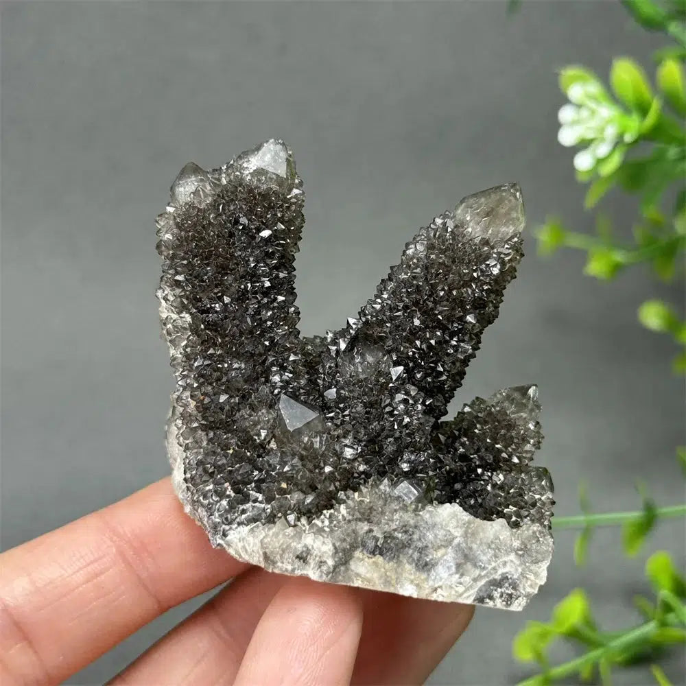 Natural Rare Black Cactus Quartz