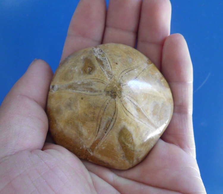 Sea Urchin Star Fossil